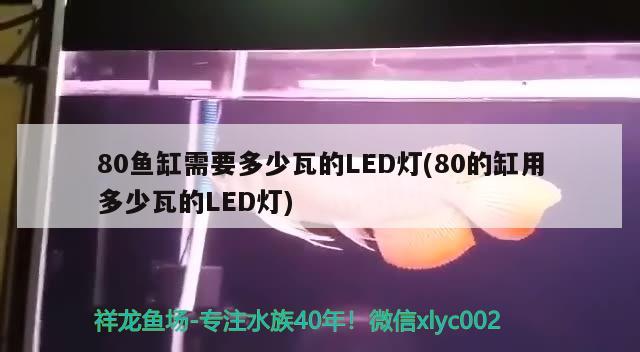 80魚缸需要多少瓦的LED燈(80的缸用多少瓦的LED燈) 雪龍魚