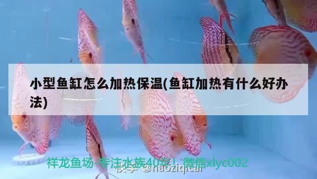 小型魚缸怎么加熱保溫(魚缸加熱有什么好辦法) 印尼虎苗