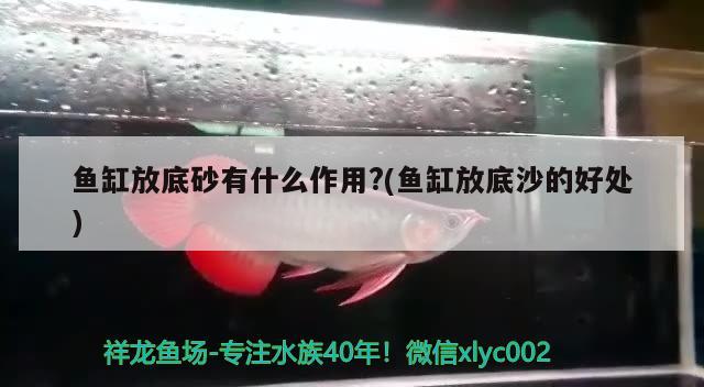 魚缸放底砂有什么作用?(魚缸放底沙的好處) 申古三間魚