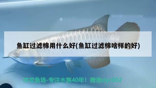 魚缸過濾棉用什么好(魚缸過濾棉啥樣的好) 其它水族用具設備