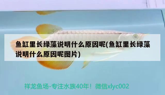 銀龍魚(yú)的品種，銀龍魚(yú)品種介紹圖片大全