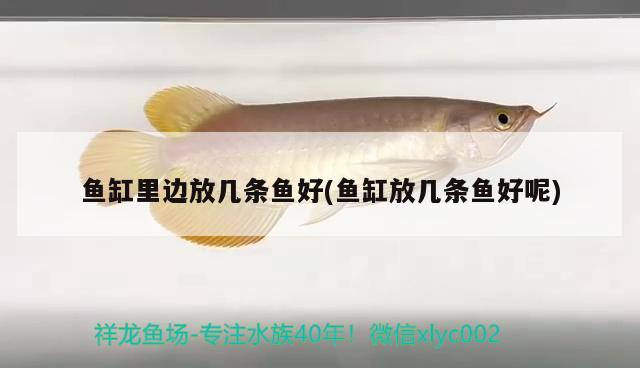 魚缸里邊放幾條魚好(魚缸放幾條魚好呢) 祥龍龍魚魚糧