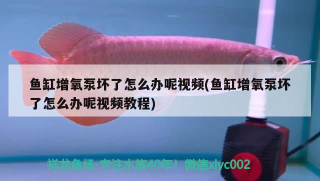 魚缸增氧泵壞了怎么辦呢視頻(魚缸增氧泵壞了怎么辦呢視頻教程)