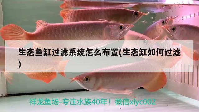 生態(tài)魚缸過濾系統(tǒng)怎么布置(生態(tài)缸如何過濾) 紅頭利魚