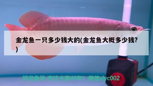 金龍魚一只多少錢大的(金龍魚大概多少錢?)