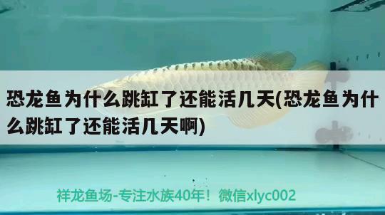 恐龍魚(yú)為什么跳缸了還能活幾天(恐龍魚(yú)為什么跳缸了還能活幾天啊)