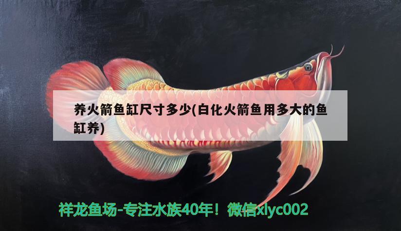 養(yǎng)火箭魚缸尺寸多少(白化火箭魚用多大的魚缸養(yǎng))