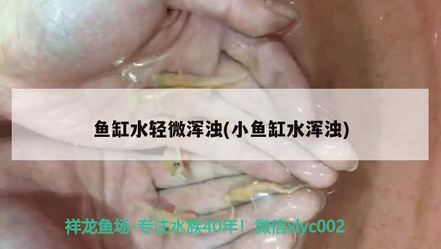 魚缸水輕微渾濁(小魚缸水渾濁)