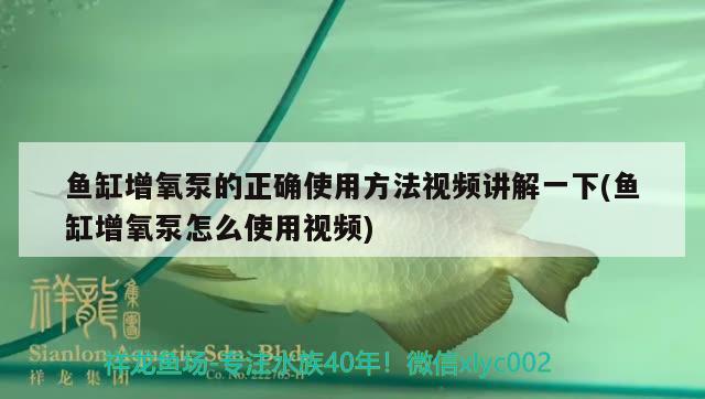 魚缸增氧泵的正確使用方法視頻講解一下(魚缸增氧泵怎么使用視頻) 銀古魚苗