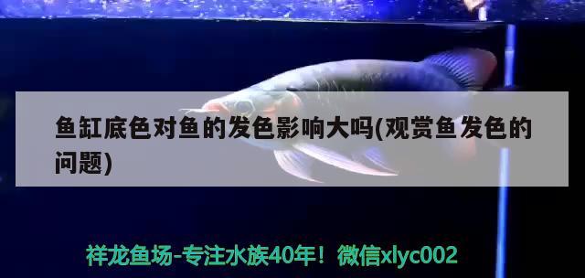 魚缸底色對(duì)魚的發(fā)色影響大嗎(觀賞魚發(fā)色的問(wèn)題) B級(jí)過(guò)背金龍魚