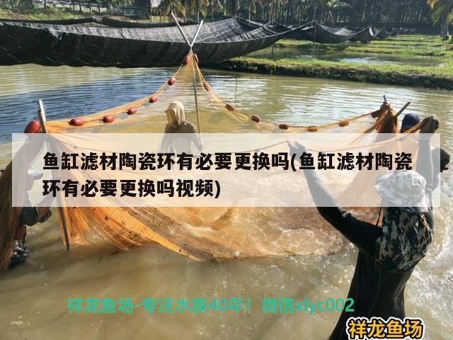 魚缸濾材陶瓷環(huán)有必要更換嗎(魚缸濾材陶瓷環(huán)有必要更換嗎視頻)