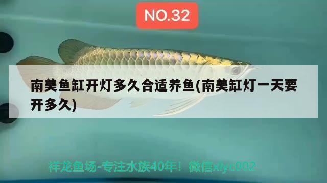 南美魚缸開燈多久合適養(yǎng)魚(南美缸燈一天要開多久) 哥倫比亞巨暴魚苗