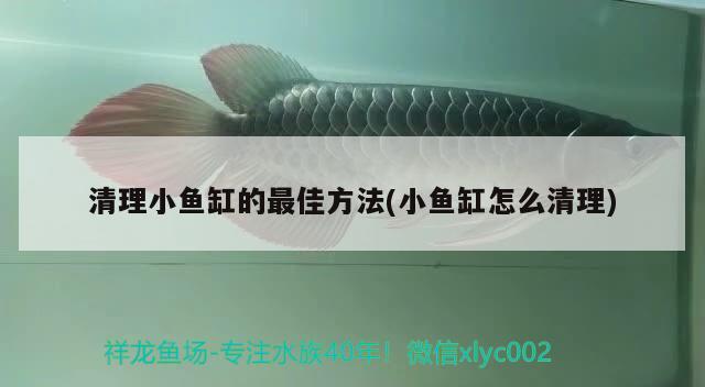 清理小魚缸的最佳方法(小魚缸怎么清理) 泰龐海蓮魚