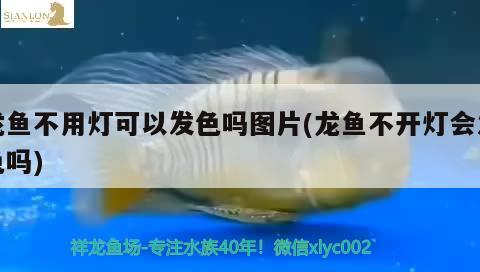 龍魚不用燈可以發(fā)色嗎圖片(龍魚不開燈會發(fā)色嗎) 細(xì)線銀板魚苗