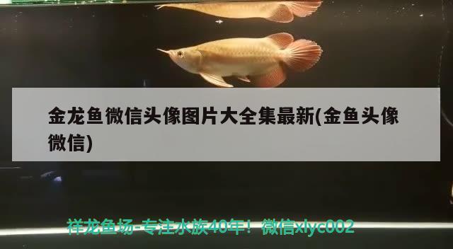 金龍魚微信頭像圖片大全集最新(金魚頭像微信)