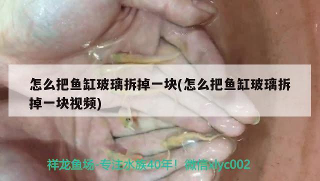 怎么把魚缸玻璃拆掉一塊(怎么把魚缸玻璃拆掉一塊視頻) 殺菌消毒設(shè)備