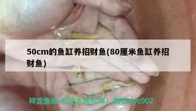 泰國虎魚跟印尼虎魚區(qū)別在哪里，泰虎魚什么水魚