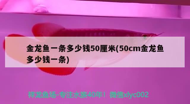 金龍魚一條多少錢50厘米(50cm金龍魚多少錢一條) 紅尾平克魚