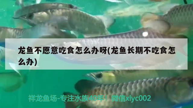 龍魚不愿意吃食怎么辦呀(龍魚長期不吃食怎么辦) 其他益生菌