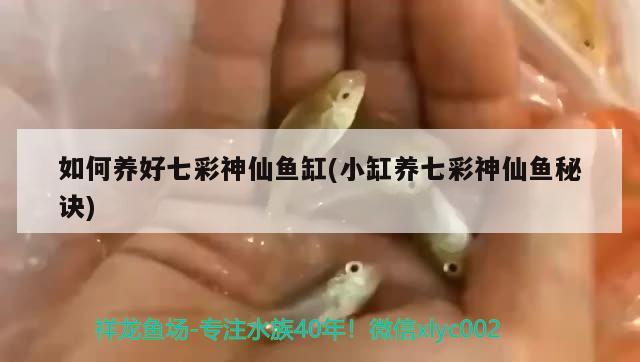 如何養(yǎng)好七彩神仙魚(yú)缸(小缸養(yǎng)七彩神仙魚(yú)秘訣) 七彩神仙魚(yú)