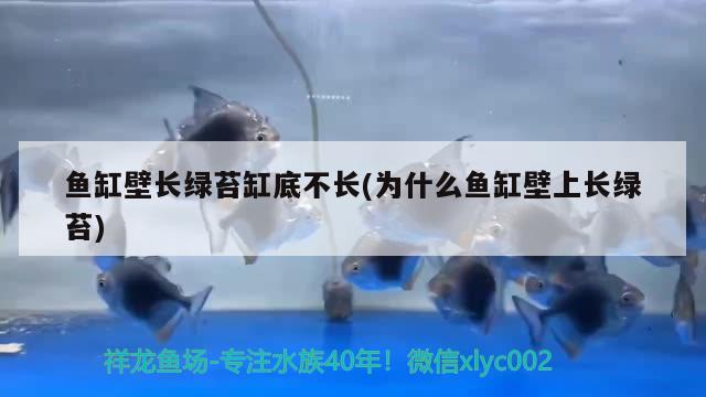 魚缸壁長綠苔缸底不長(為什么魚缸壁上長綠苔)