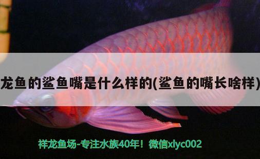 龍魚的鯊魚嘴是什么樣的(鯊魚的嘴長(zhǎng)啥樣)