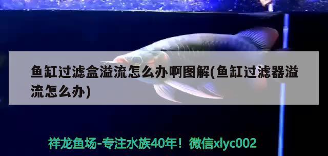 魚缸過濾盒溢流怎么辦啊圖解(魚缸過濾器溢流怎么辦) 三間鼠魚苗