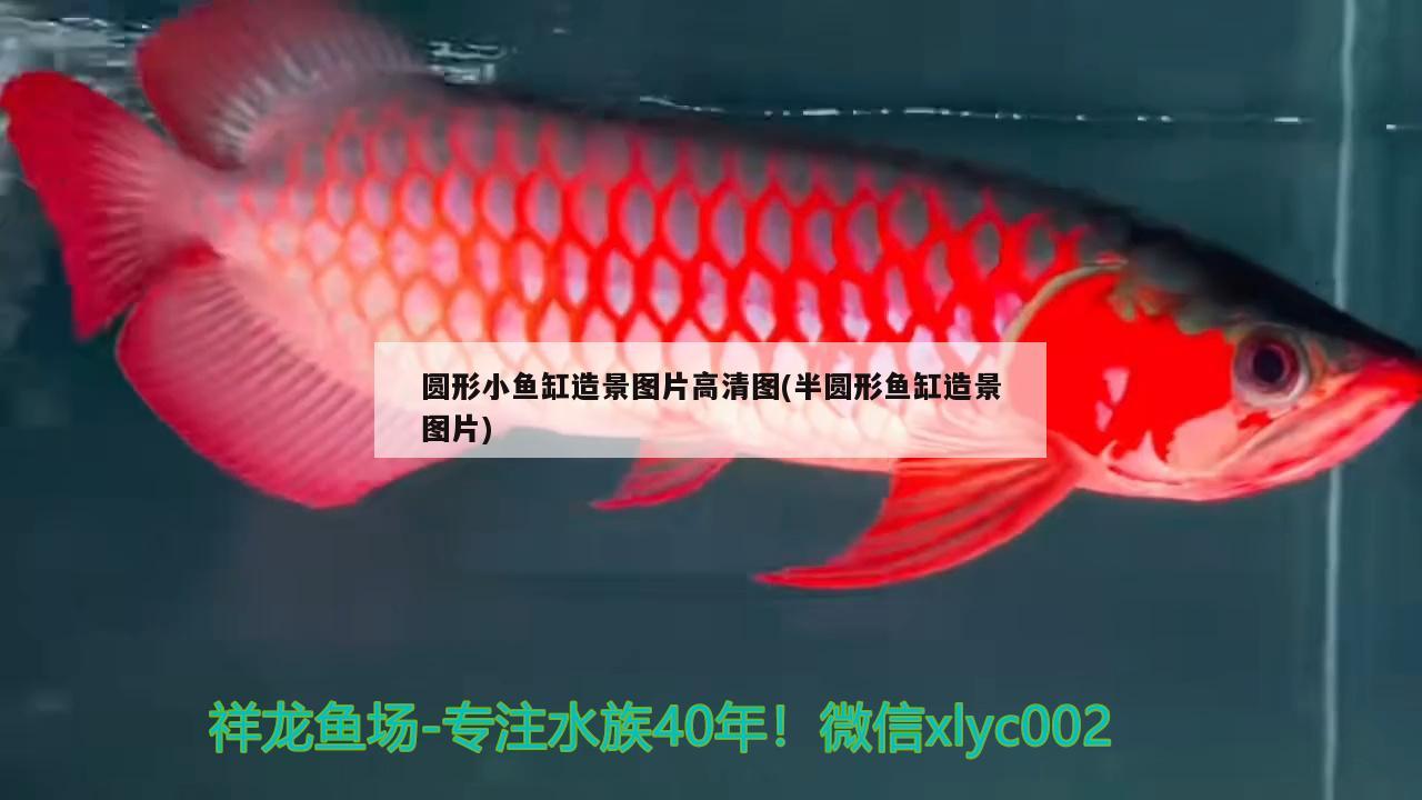 圓形小魚缸造景圖片高清圖(半圓形魚缸造景圖片)