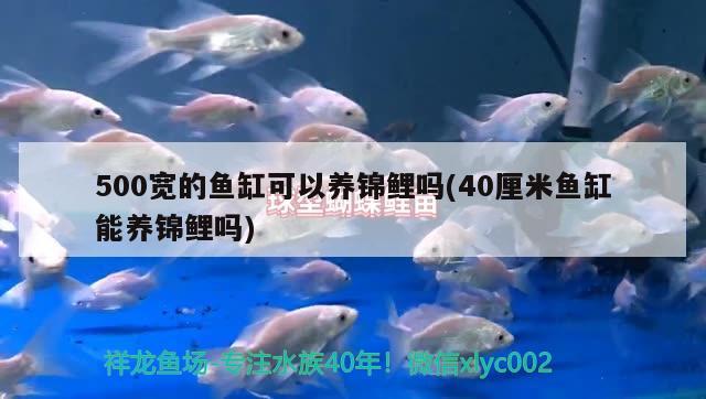 500寬的魚缸可以養(yǎng)錦鯉嗎(40厘米魚缸能養(yǎng)錦鯉嗎) 祥龍魚場(chǎng)其他產(chǎn)品