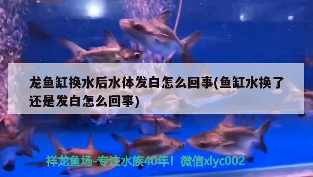 龍魚缸換水后水體發(fā)白怎么回事(魚缸水換了還是發(fā)白怎么回事) 白子銀龍魚苗