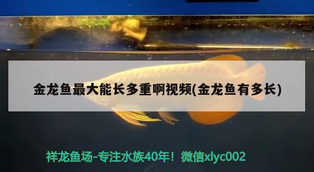 金龍魚最大能長多重啊視頻(金龍魚有多長)