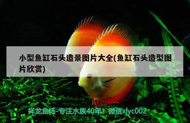 小型魚缸石頭造景圖片大全(魚缸石頭造型圖片欣賞) 圣菲埃及魚