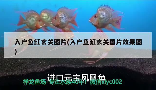 入戶(hù)魚(yú)缸玄關(guān)圖片(入戶(hù)魚(yú)缸玄關(guān)圖片效果圖)