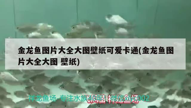 金龍魚圖片大全大圖壁紙可愛卡通(金龍魚圖片大全大圖壁紙)