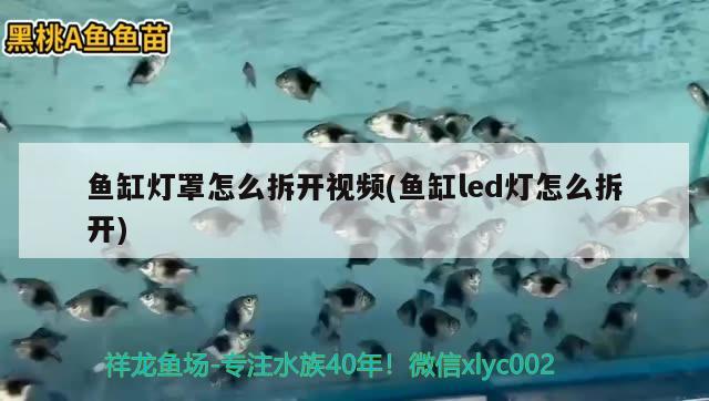 魚缸燈罩怎么拆開視頻(魚缸led燈怎么拆開)