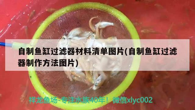 自制魚缸過濾器材料清單圖片(自制魚缸過濾器制作方法圖片) 高背金龍魚