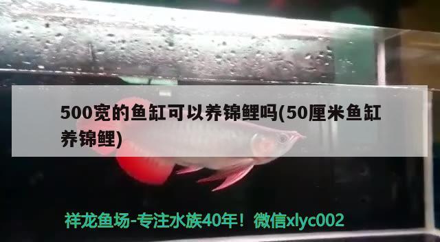 500寬的魚(yú)缸可以養(yǎng)錦鯉嗎(50厘米魚(yú)缸養(yǎng)錦鯉) B級(jí)過(guò)背金龍魚(yú)