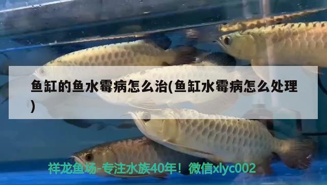 魚缸的魚水霉病怎么治(魚缸水霉病怎么處理) 銀龍魚百科