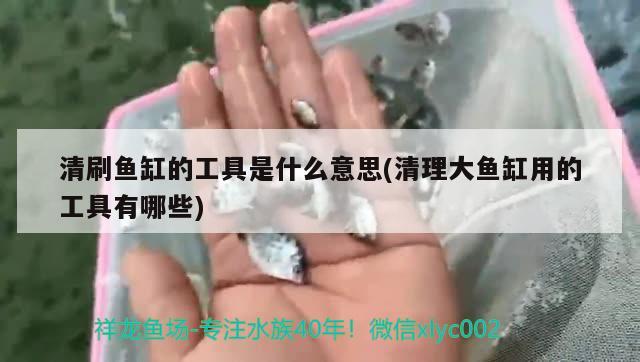 黃耳龜可以長(zhǎng)多大多大可以繁殖 泰龐海鰱魚 第2張