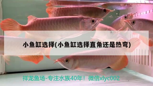 金頭過背金龍魚壽命多長時間的簡單介紹