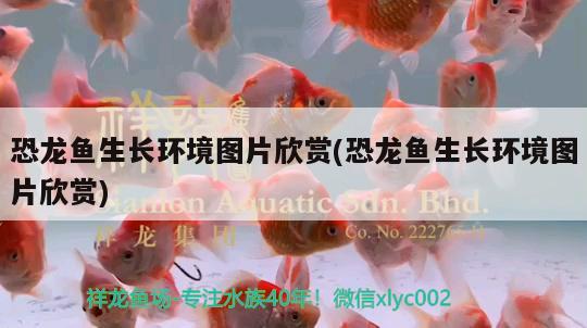 過背金龍魚發(fā)色過程圖解視頻大全：過背金龍魚養(yǎng)多久才上色 金龍魚百科 第1張