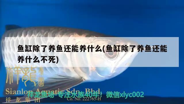 魚(yú)缸除了養(yǎng)魚(yú)還能養(yǎng)什么(魚(yú)缸除了養(yǎng)魚(yú)還能養(yǎng)什么不死) 祥龍藍(lán)珀金龍魚(yú)