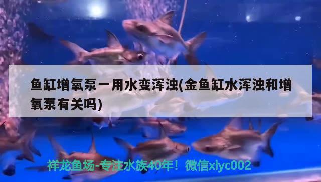 魚缸增氧泵一用水變渾濁(金魚缸水渾濁和增氧泵有關(guān)嗎) 雙線側(cè)魚