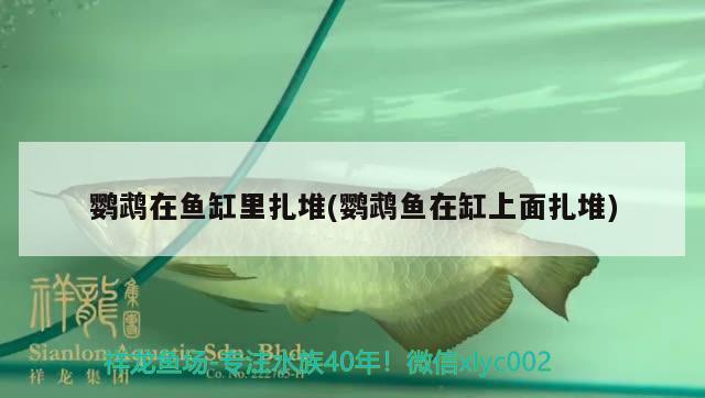 鸚鵡在魚缸里扎堆(鸚鵡魚在缸上面扎堆) 鸚鵡魚