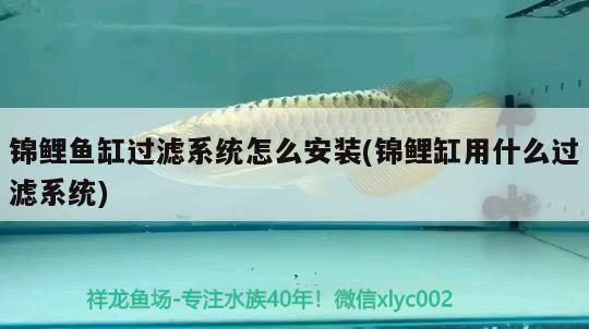 魚(yú)缸壁為什么會(huì)出綠色的苔藻呢(魚(yú)缸壁有綠藻)