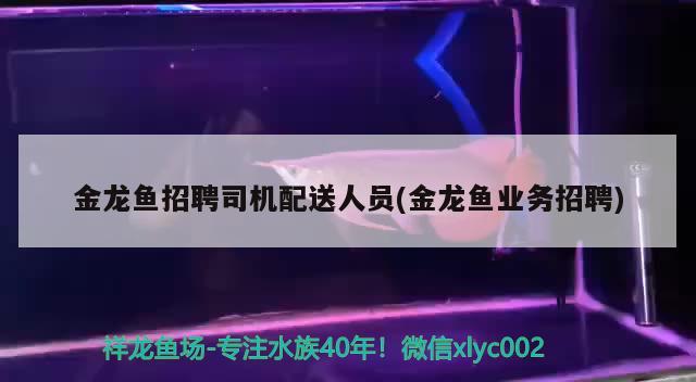 金龍魚招聘司機配送人員(金龍魚業(yè)務招聘) 祥龍水族護理水