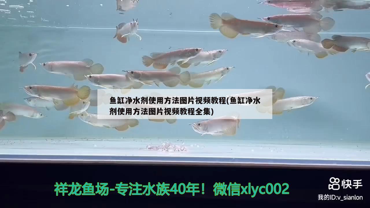 魚缸凈水劑使用方法圖片視頻教程(魚缸凈水劑使用方法圖片視頻教程全集) 元寶鳳凰魚專用魚糧