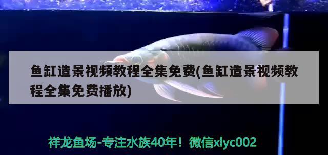 魚缸造景視頻教程全集免費(魚缸造景視頻教程全集免費播放) 白化火箭魚