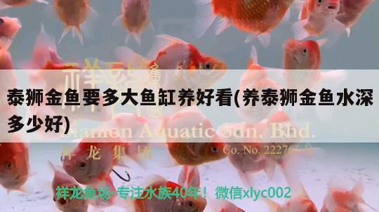 泰獅金魚要多大魚缸養(yǎng)好看(養(yǎng)泰獅金魚水深多少好) 稀有金龍魚