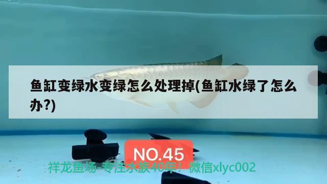 魚缸變綠水變綠怎么處理掉(魚缸水綠了怎么辦?) PH調(diào)節(jié)劑